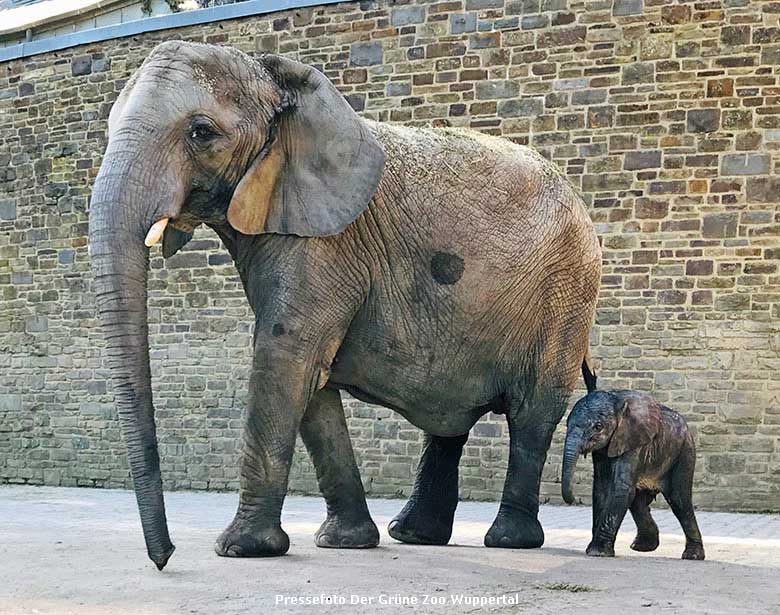 Afrikanische Elefanten-Kuh TIKA mit Elefanten-Baby KIMANA am 21. April 2020 um 9:59 Uhr auf der Außenanlage am Elefanten-Haus im Grünen Zoo Wuppertal (Pressefoto Grüner Zoo Wuppertal)