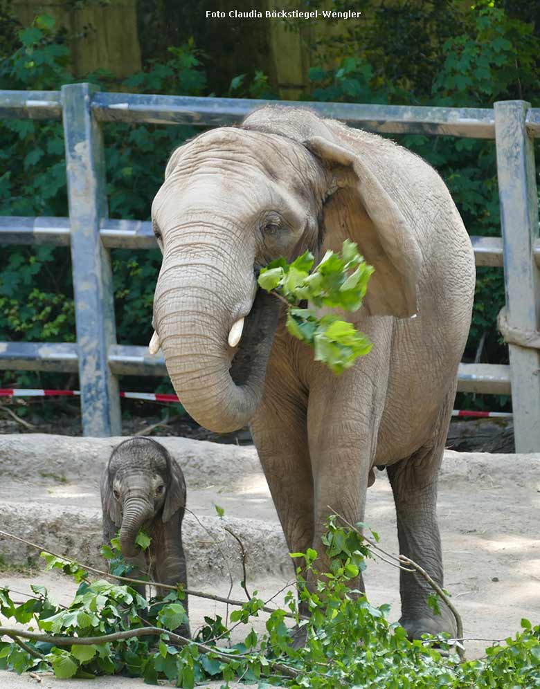 Elefanten-Jungtier KIMANA mit Elefanten-Mutter TIKA am 14. Mai 2020 auf der Außenanlage im Grünen Zoo Wuppertal (Foto Claudia Böckstiegel-Wengler)