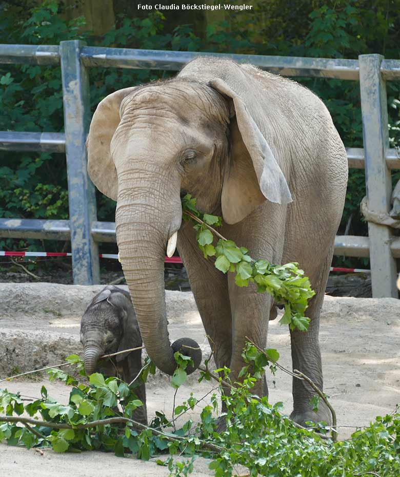 Elefanten-Jungtier KIMANA mit Elefanten-Mutter TIKA am 14. Mai 2020 auf der Außenanlage im Wuppertaler Zoo (Foto Claudia Böckstiegel-Wengler)