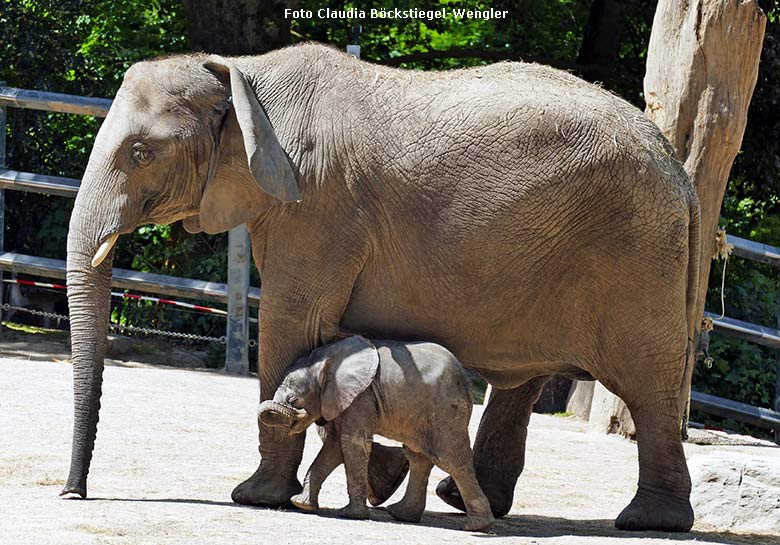 Elefanten-Jungtier KIMANA mit Elefanten-Mutter TIKA am 14. Mai 2020 auf der Außenanlage im Zoo Wuppertal (Foto Claudia Böckstiegel-Wengler)