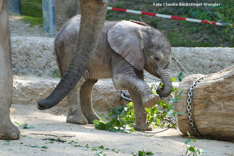 Elefanten-Jungtier KIMANA am 14. Mai 2020 auf der Außenanlage im Zoologischen Garten Wuppertal (Foto Claudia Böckstiegel-Wengler)