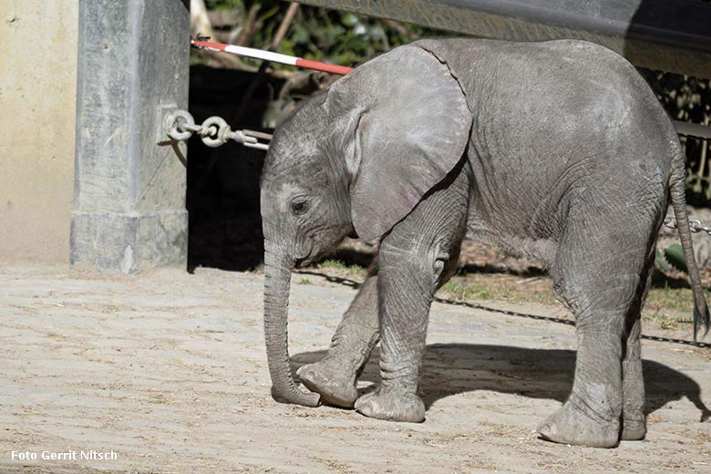 Elefanten-Jungtier KIMANA am 14. Mai 2020 auf der Außenanlage im Zoologischen Garten Wuppertal (Foto Gerrit Nitsch)