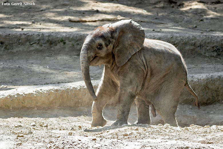 Elefanten-Jungtier TSAVO am 14. Mai 2020 auf der Außenanlage im Wuppertaler Zoo (Foto Gerrit Nitsch)