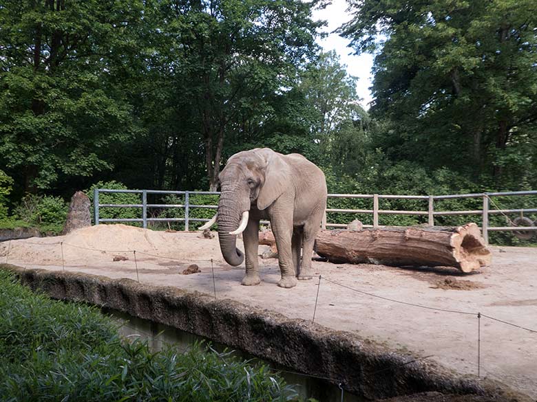 Afrikanischer Elefanten-Bulle TOOTH am 14. Mai 2020 auf der Bullen-Außenanlage am Elefanten-Haus im Grünen Zoo Wuppertal
