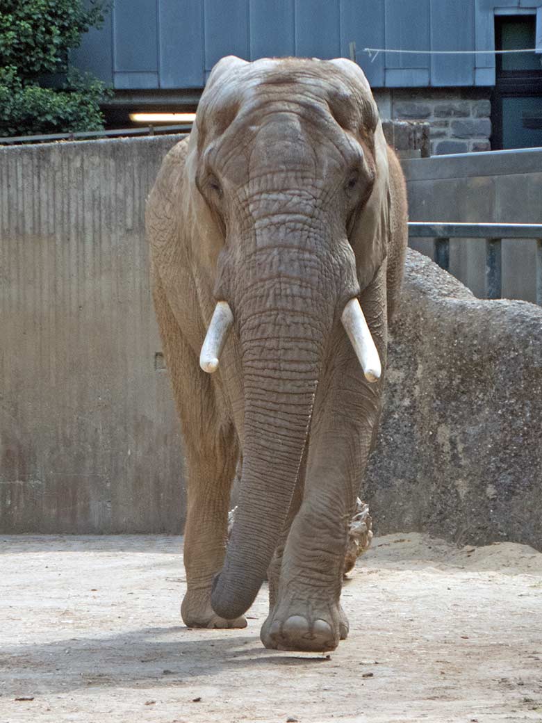 Afrikanischer Elefanten-Bulle TOOTH am 14. Mai 2020 auf der Bullen-Außenanlage am Elefanten-Haus im Zoologischen Garten Wuppertal