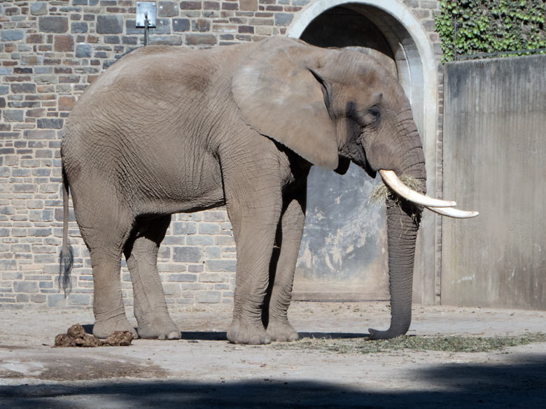 Afrikanischer Elefanten-Bulle TOOTH am 14. Mai 2020 auf der Bullen-Außenanlage am Elefanten-Haus im Wuppertaler Zoo