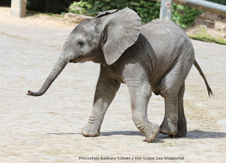 Elefanten-Jungtier KIMANA am 14. Mai 2020 auf der Außenanlage im Grünen Zoo Wuppertal (Pressefoto Barbara Scheer - Der Grüne Zoo Wuppertal)