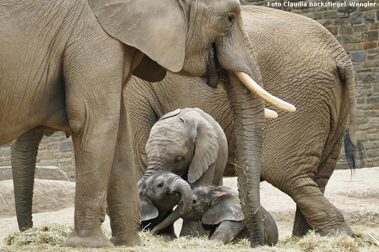 Afrikanische Elefanten am 20. Mai 2020 auf der Außenanlage im Zoo Wuppertal (Foto Claudia Böckstiegel-Wengler)