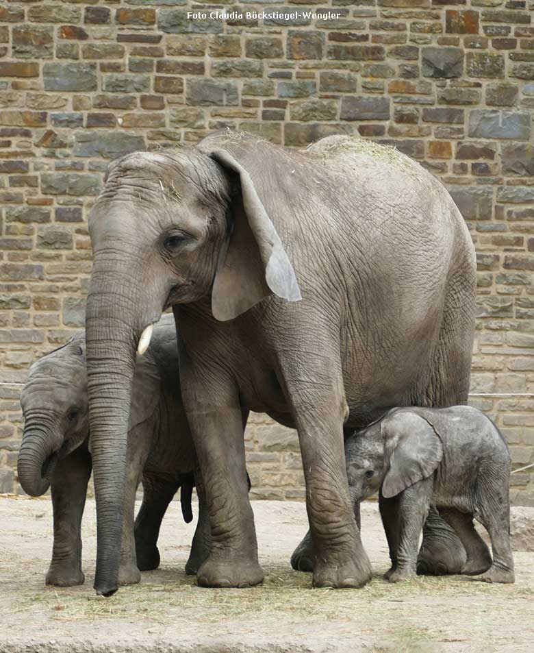 Afrikanische Elefanten am 20. Mai 2020 auf der Außenanlage im Wuppertaler Zoo (Foto Claudia Böckstiegel-Wengler)