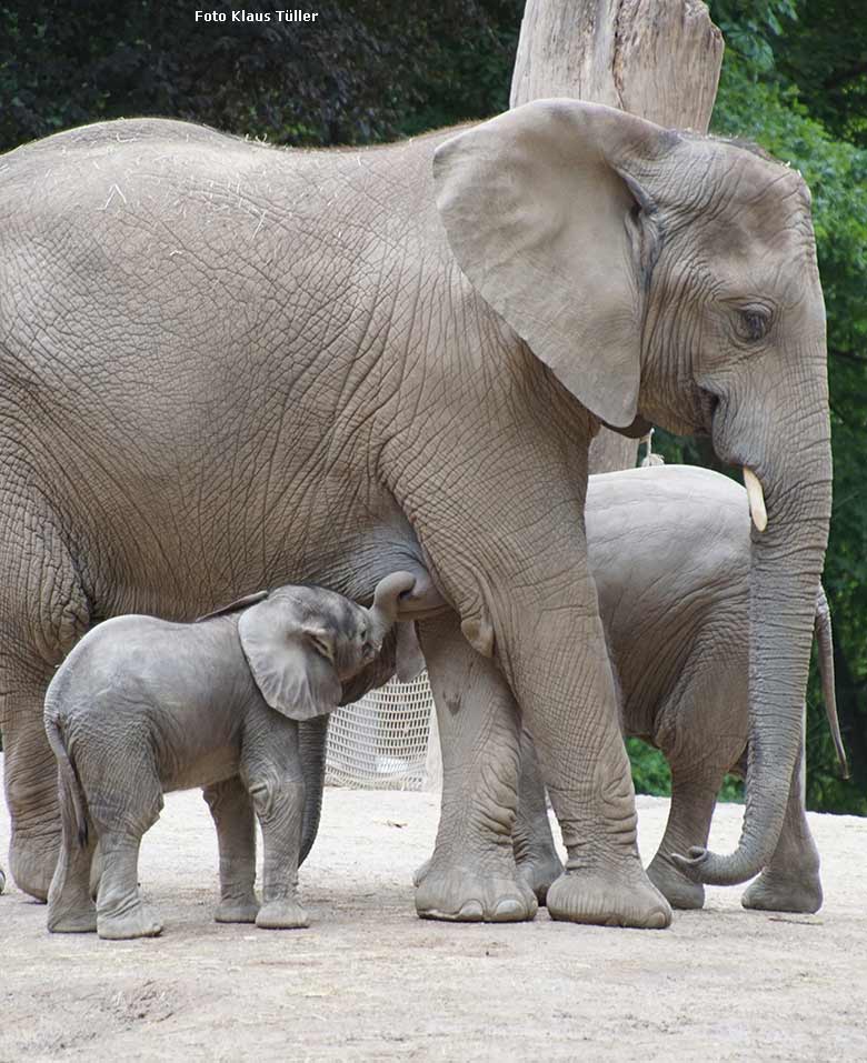 Afrikanische Elefanten am 20. Mai 2020 auf der Außenanlage am Elefanten-Haus im Zoo Wuppertal (Foto Klaus Tüller)