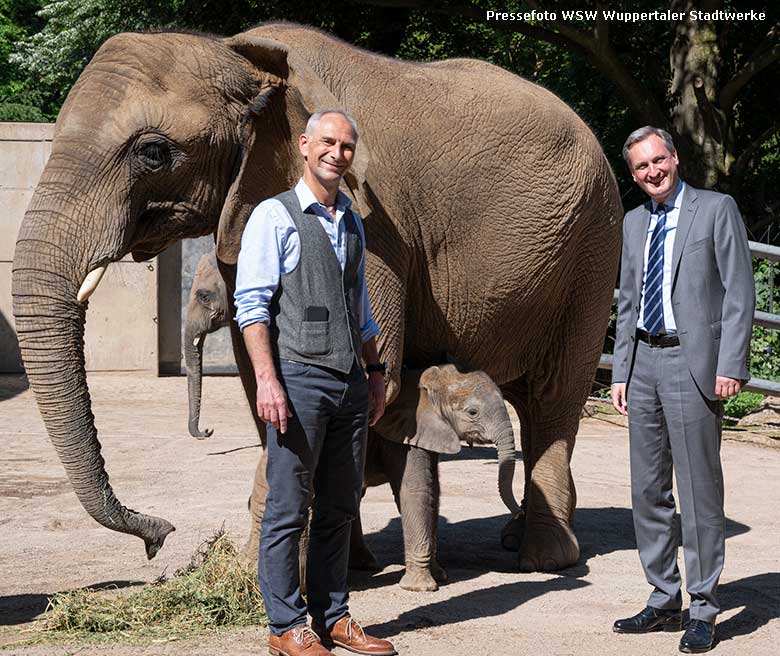 Zoodirektor Arne Lawrenz (links) und der WSW-Vorstandsvorsitzende Markus Hilkenbach mit Patenkind KIMANA und dessen Mutter TIKA auf der Elefantenanlage des Grünen Zoo Wuppertal (Pressefoto WSW Wuppertaler Stadtwerke)