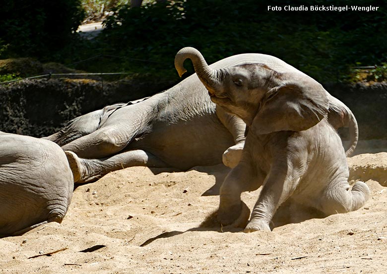 Spielendes Afrikanisches Elefanten-Jungtier KIMANA am 28. Mai 2020 auf der Außenanlage am Elefanten-Haus im Zoologischen Garten Wuppertal (Foto Claudia Böckstiegel-Wengler)