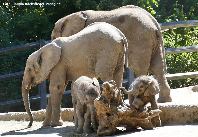 Spielende Afrikanische Elefanten-Jungtiere TSAVO und KIMANA am 28. Mai 2020 auf der Außenanlage am Elefanten-Haus im Zoologischen Garten der Stadt Wuppertal (Foto Claudia Böckstiegel-Wengler)