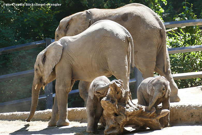 Spielende Afrikanische Elefanten-Jungtiere TSAVO und KIMANA am 28. Mai 2020 auf der Außenanlage am Elefanten-Haus im Grünen Zoo Wuppertal (Foto Claudia Böckstiegel-Wengler)