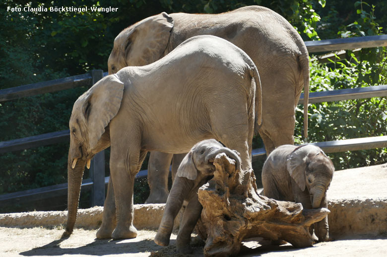 Spielende Afrikanische Elefanten-Jungtiere am 28. Mai 2020 auf der Außenanlage am Elefanten-Haus im Zoo Wuppertal (Foto Claudia Böckstiegel-Wengler)