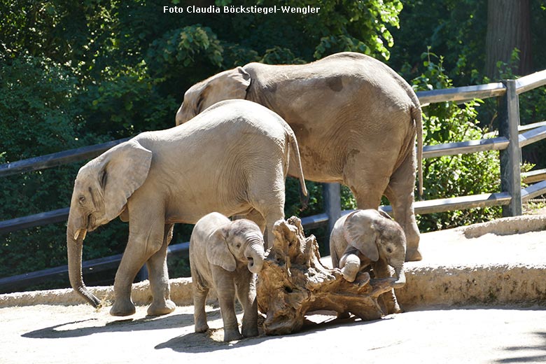 Spielende Afrikanische Elefanten-Jungtiere TSAVO und KIMANA am 28. Mai 2020 auf der Außenanlage am Elefanten-Haus im Zoologischen Garten Wuppertal (Foto Claudia Böckstiegel-Wengler)