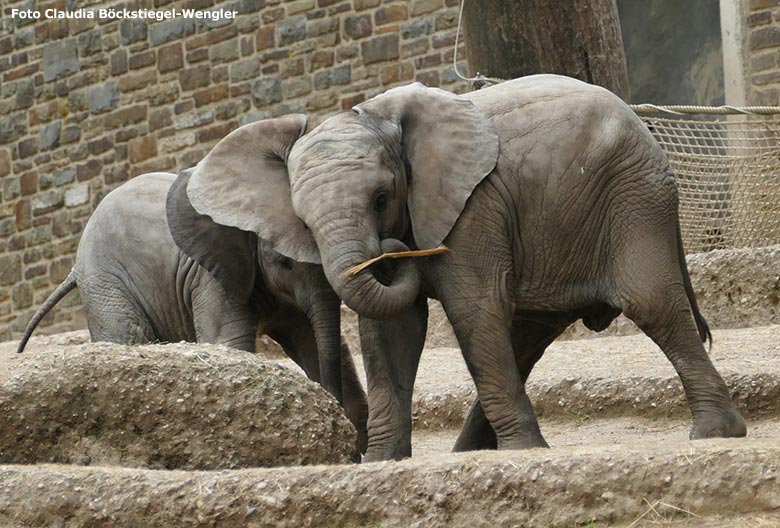 Elefanten-Jungtiere am 15. Juni 2020 auf der Außenanlage im Zoo Wuppertal (Foto Claudia Böckstiegel-Wengler)
