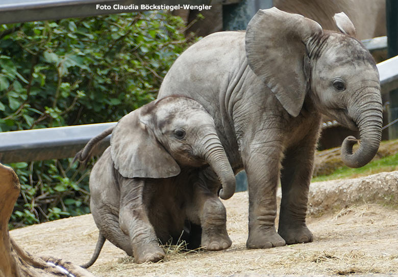 Elefanten-Jungtiere am 15. Juni 2020 auf der Außenanlage im Wuppertaler Zoo (Foto Claudia Böckstiegel-Wengler)