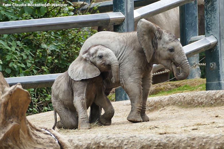 Elefanten-Jungtiere am 15. Juni 2020 auf der Außenanlage im Zoologischen Garten Wuppertal (Foto Claudia Böckstiegel-Wengler)