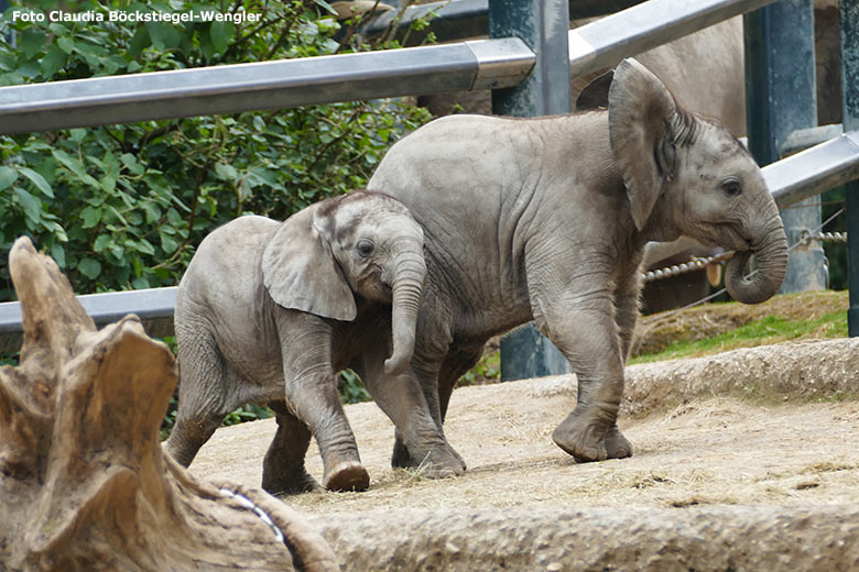 Elefanten-Jungtiere am 15. Juni 2020 auf der Außenanlage im Zoo Wuppertal (Foto Claudia Böckstiegel-Wengler)
