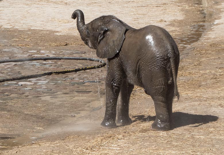 Afrikanisches Elefanten-Jungtier KIMANA am 26. Juni 2020 auf der Außenanlage am Elefanten-Haus im Grünen Zoo Wuppertal