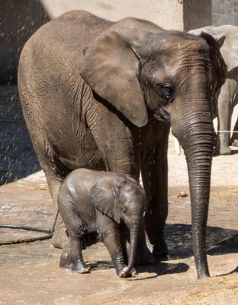 Afrikanisches Elefanten-Jungtier KIMANA mit der Elefanten-Mutter TIKA am 26. Juni 2020 auf der Außenanlage am Elefanten-Haus im Zoologischen Garten Wuppertal