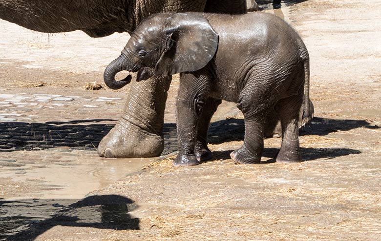 Afrikanisches Elefanten-Jungtier KIMANA am 26. Juni 2020 auf der Außenanlage am Elefanten-Haus im Zoo Wuppertal