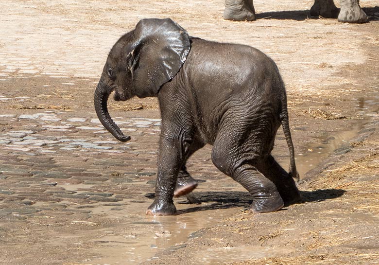 Afrikanisches Elefanten-Jungtier KIMANA am 26. Juni 2020 auf der Außenanlage am Elefanten-Haus im Grünen Zoo Wuppertal