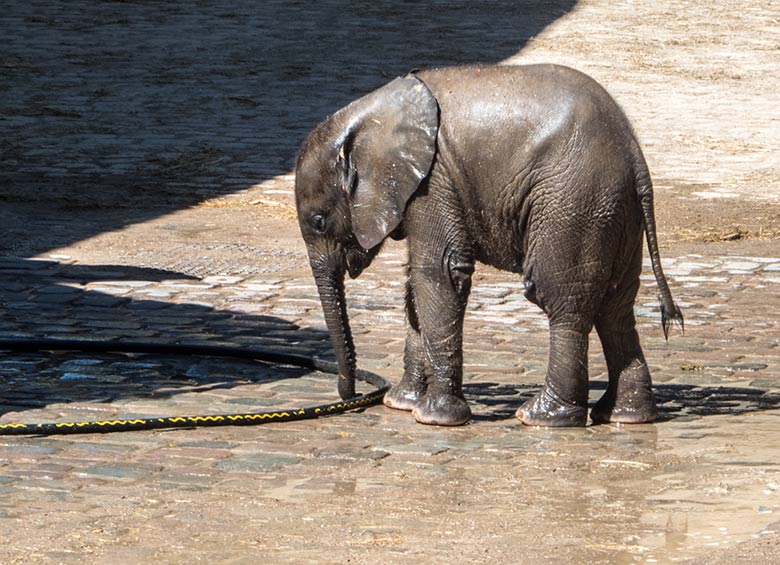 Afrikanisches Elefanten-Jungtier KIMANA am 26. Juni 2020 auf der Außenanlage am Elefanten-Haus im Zoologischen Garten der Stadt Wuppertal