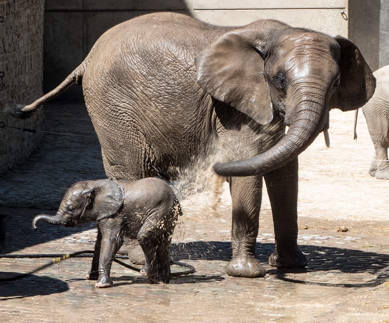 Afrikanisches Elefanten-Jungtier KIMANA mit der Elefanten-Mutter TIKA am 26. Juni 2020 auf der Außenanlage am Elefanten-Haus im Wuppertaler Zoo