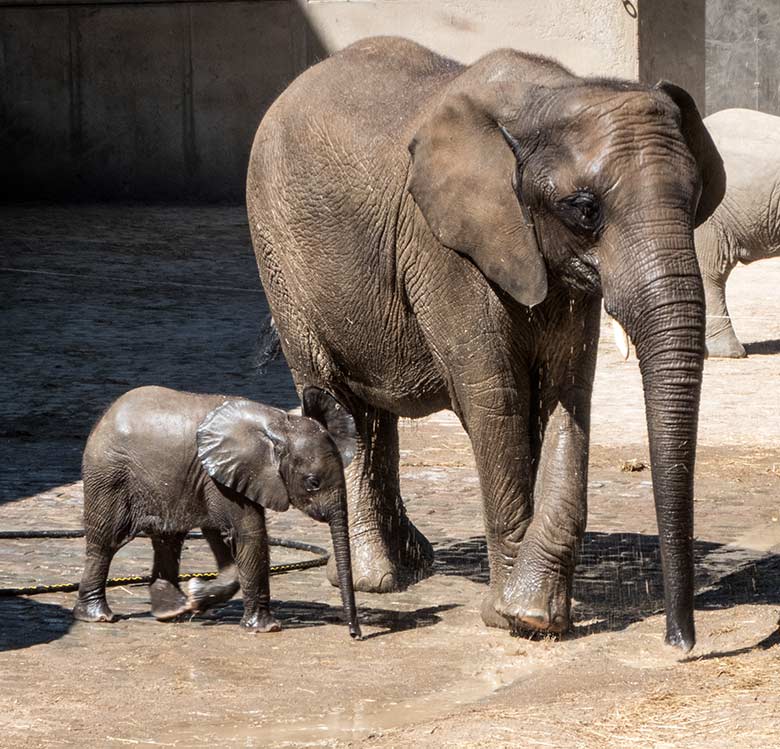 Afrikanisches Elefanten-Jungtier KIMANA mit der Elefanten-Mutter TIKA am 26. Juni 2020 auf der Außenanlage am Elefanten-Haus im Grünen Zoo Wuppertal