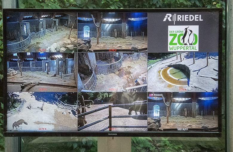 Monitoring der sieben Web-Cameras am 26. Juni 2020 im Elefanten-Haus im Grünen Zoo Wuppertal