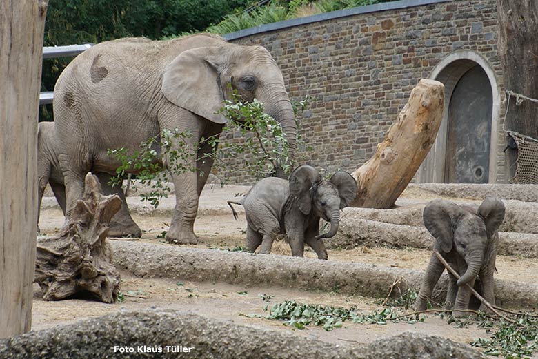 Elefanten-Jungtiere am 29. Juni 2020 auf der Außenanlage am Elefanten-Haus im Wuppertaler Zoo (Foto Klaus Tüller)