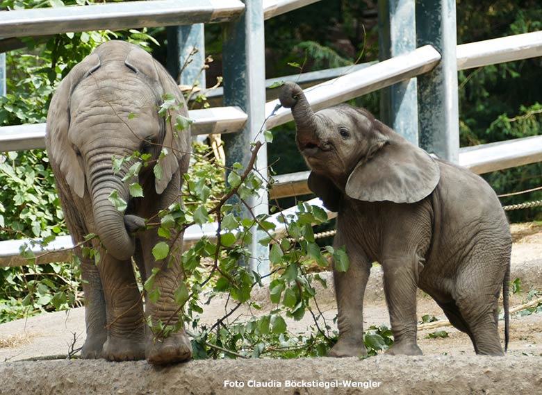 Elefanten-Jungtiere am 30. Juni 2020 auf der Außenanlage am Elefanten-Haus im Zoologischen Garten Wuppertal (Foto Claudia Böckstiegel-Wengler)