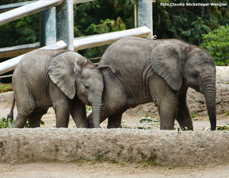 Elefanten-Jungtiere am 30. Juni 2020 auf der Außenanlage am Elefanten-Haus im Zoo Wuppertal (Foto Claudia Böckstiegel-Wengler)