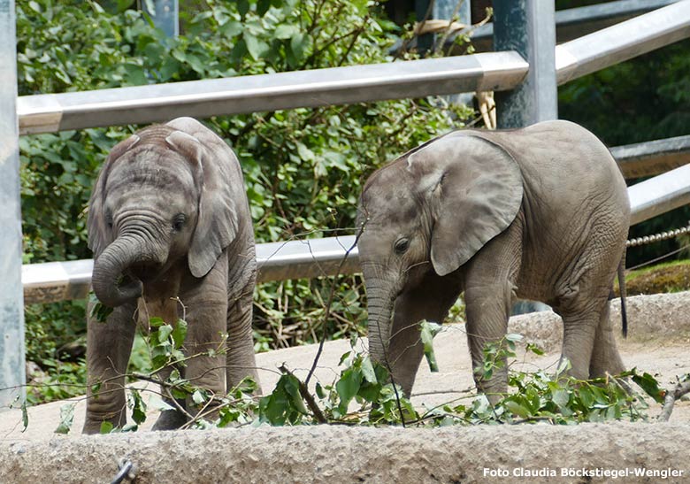 Elefanten-Jungtiere am 30. Juni 2020 auf der Außenanlage am Elefanten-Haus im Zoologischen Garten der Stadt Wuppertal (Foto Claudia Böckstiegel-Wengler)
