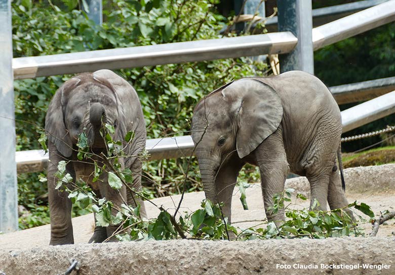 Elefanten-Jungtiere am 30. Juni 2020 auf der Außenanlage am Elefanten-Haus im Zoo Wuppertal (Foto Claudia Böckstiegel-Wengler)