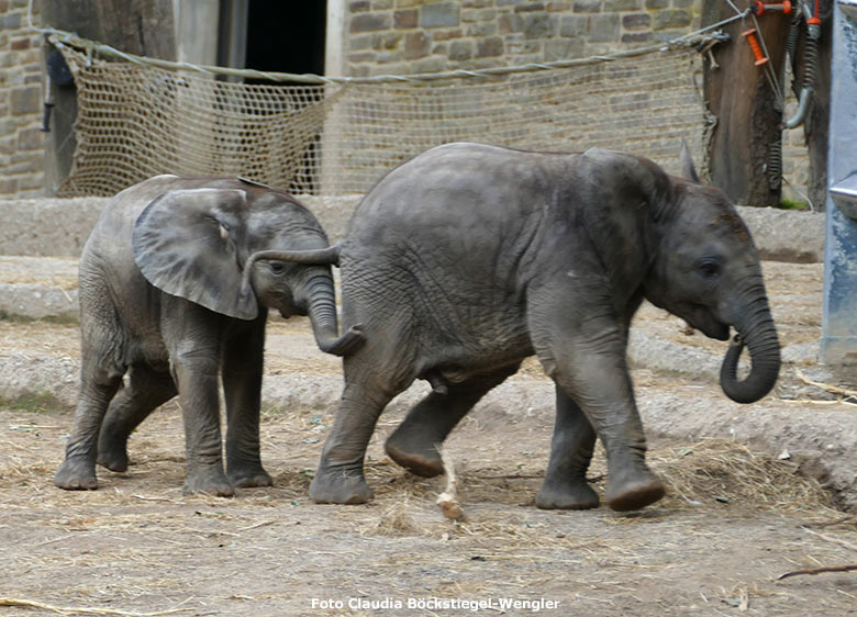 Elefanten-Jungtiere am 30. Juni 2020 auf der Außenanlage am Elefanten-Haus im Grünen Zoo Wuppertal (Foto Claudia Böckstiegel-Wengler)