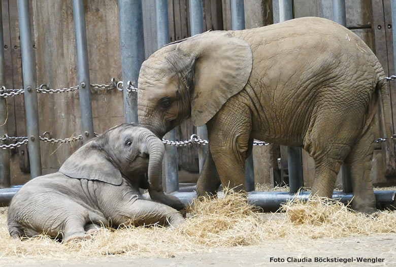 Elefanten-Jungtiere am 30. Juni 2020 im Elefanten-Haus im Wuppertaler Zoo (Foto Claudia Böckstiegel-Wengler)