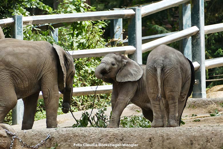 Elefanten-Jungtiere am 30. Juni 2020 auf der Außenanlage am Elefanten-Haus im Wuppertaler Zoo (Foto Claudia Böckstiegel-Wengler)