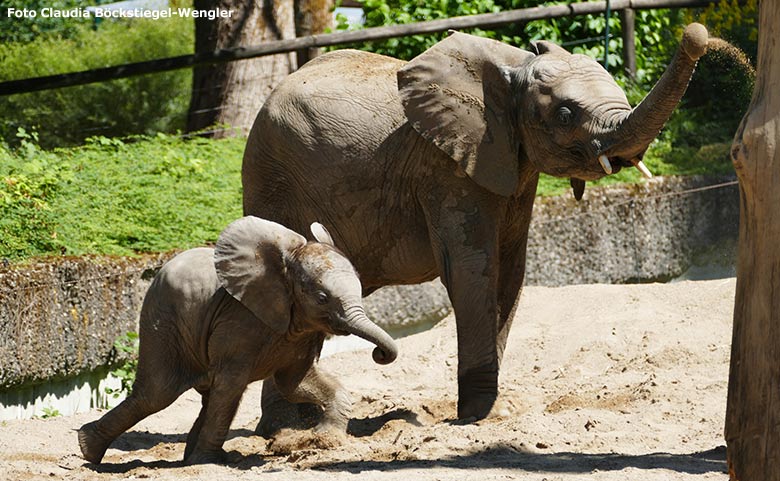 Afrikanische Elefanten am 13. Juli 2020 auf der Außenanlage am Elefanten-Haus im Zoo Wuppertal (Foto Claudia Böckstiegel-Wengler)