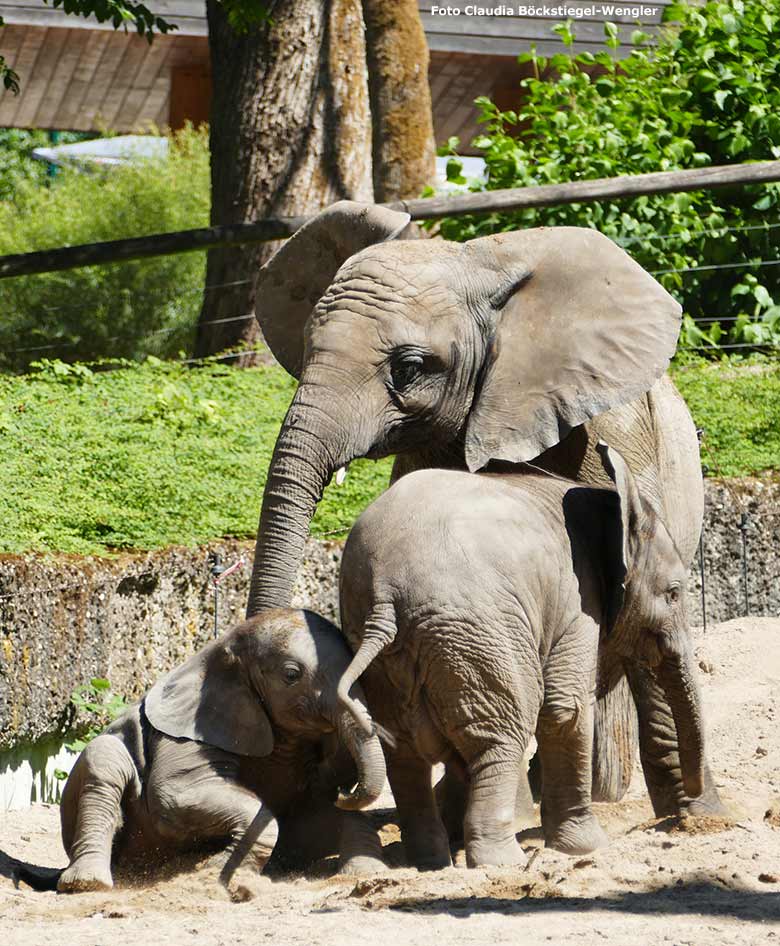 Afrikanische Elefanten am 13. Juli 2020 auf der Außenanlage am Elefanten-Haus im Grünen Zoo Wuppertal (Foto Claudia Böckstiegel-Wengler)