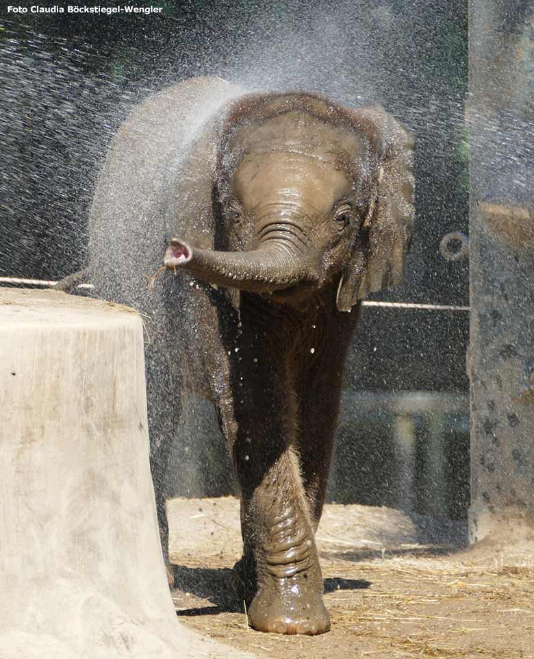 Afrikanischer Elefant am 13. Juli 2020 auf der Außenanlage am Elefanten-Haus im Grünen Zoo Wuppertal (Foto Claudia Böckstiegel-Wengler)