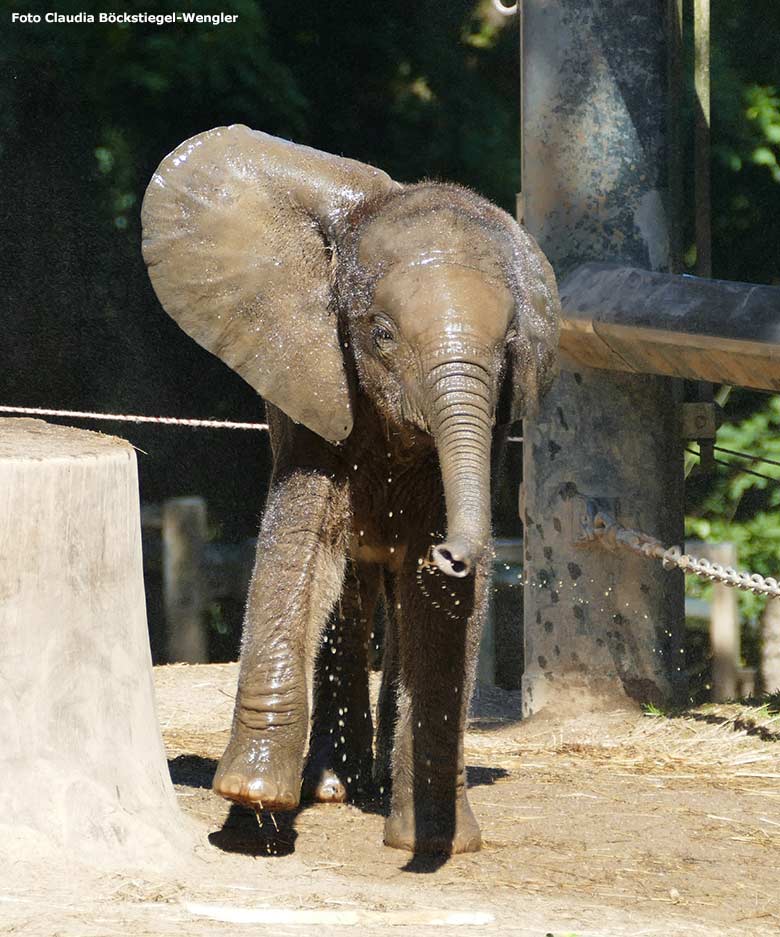 Afrikanischer Elefant am 13. Juli 2020 auf der Außenanlage am Elefanten-Haus im Zoologischen Garten Wuppertal (Foto Claudia Böckstiegel-Wengler)