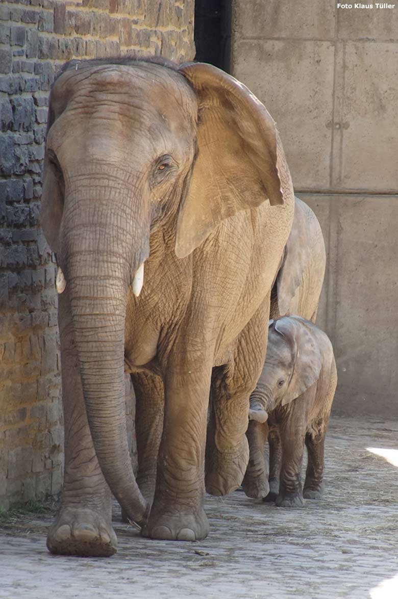 Afrikanische Elefanten am 13. Juli 2020 auf der Außenanlage vor dem Elefanten-Haus im Grünen Zoo Wuppertal (Foto Klaus Tüller)