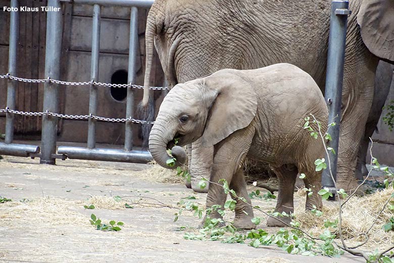 Afrikanische Elefanten am 13. Juli 2020 im Elefanten-Haus im Zoologischen Garten Wuppertal (Foto Klaus Tüller)