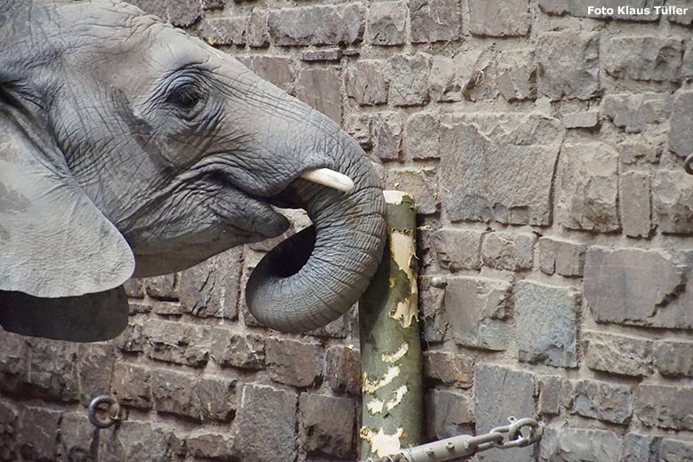 Afrikanische Elefanten-Kuh am 13. Juli 2020 im Elefanten-Haus im Zoologischen Garten der Stadt Wuppertal (Foto Klaus Tüller)