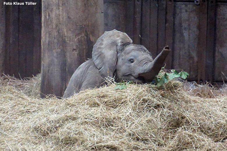 Afrikanisches Elefanten-Jungtier am 13. Juli 2020 im Elefanten-Haus im Wuppertaler Zoo (Foto Klaus Tüller)