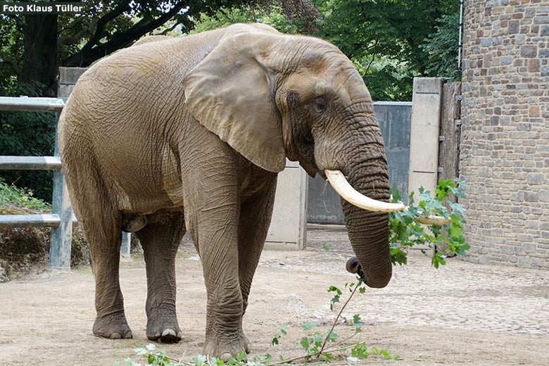 Afrikanischer Elefanten-Bulle TOOTH am 20. Juli 2020 auf der Bullen-Außenanlage am Elefanten-Haus im Grünen Zoo Wuppertal (Foto Klaus Tüller)