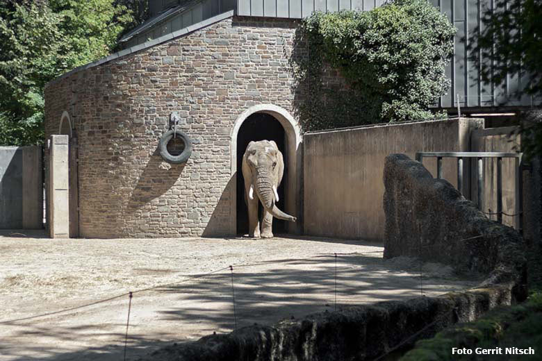 Afrikanischer Elefanten-Bulle TOOTH am 31. Juli 2020 auf der Außenanlage im Grünen Zoo Wuppertal (Foto Gerrit Nitsch)